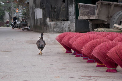 View of birds on street