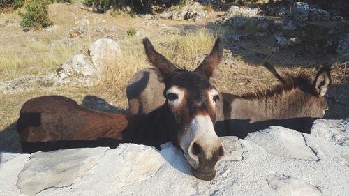 View of an animal on rock