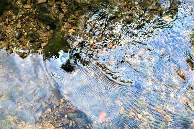 High angle view of turtle swimming in water