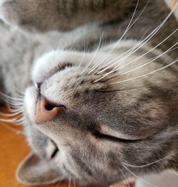 Close-up of cat sleeping