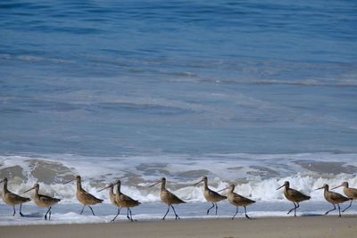 Flock of seagulls on beach