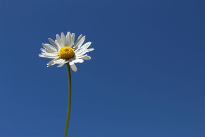 Close-up of white daisy against blue sky