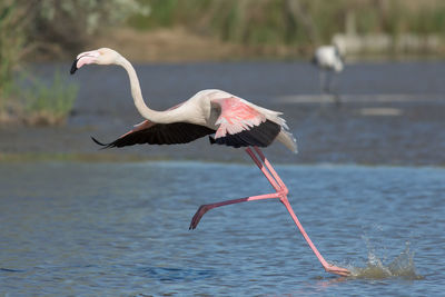 Flamingo running in lake