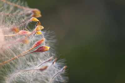 Close-up of green leaf on plant