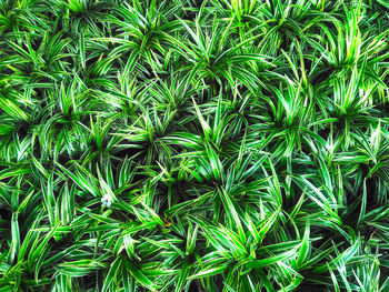 Full frame shot of plants growing on field