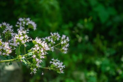 Close-up of white flowering plant