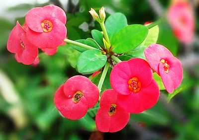 Close-up of pink flowers blooming outdoors