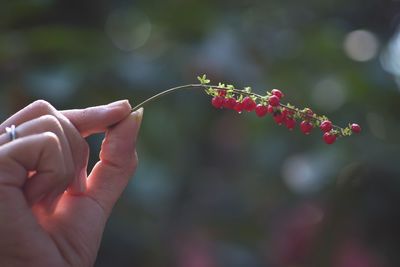 Close-up of hand holding red berries