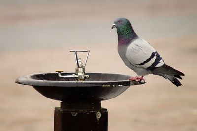 Close-up of bird perching on a feeder