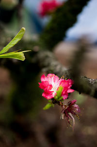 Close-up of pink flowers