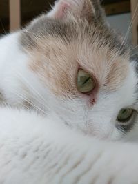 Close-up portrait of cat