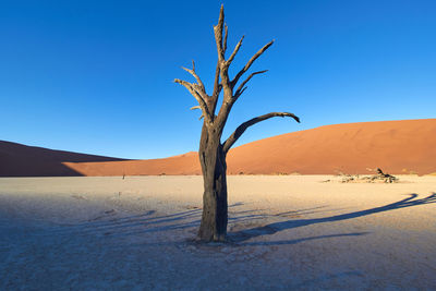 Dead tree in desert against clear blue sky