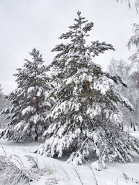 Trees on snow covered landscape