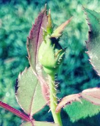 Close-up of pink flowering plant