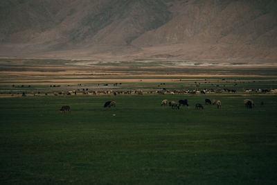 Flock of sheep grazing on field