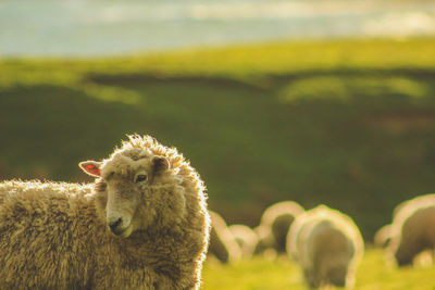 Close-up of a sheep on a field