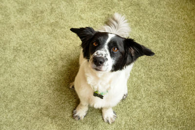 High angle portrait of dog sitting on floor