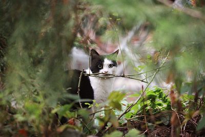 Portrait of cat seen through plants