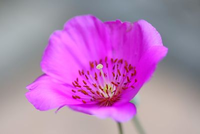 Close-up of pink flower