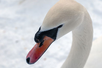 Portrait of the head of a swan eating food on the shore