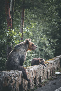 Bears on retaining wall at forest