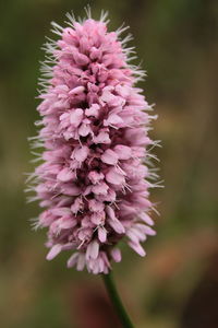 Close-up of pink flower blooming outdoors