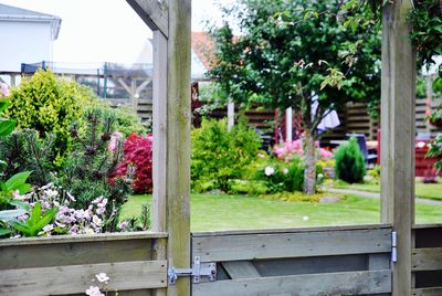 Potted plants in backyard