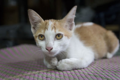 Low angle view of cat