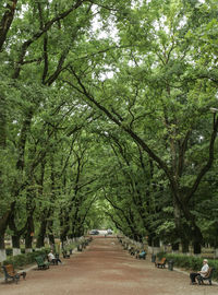 Street amidst trees