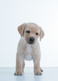 Portrait of cute puppy against white background