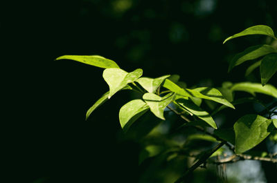 Close-up of green leaves