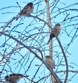 Low angle view of bird perching on tree against sky