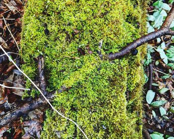 High angle view of lichen growing on tree