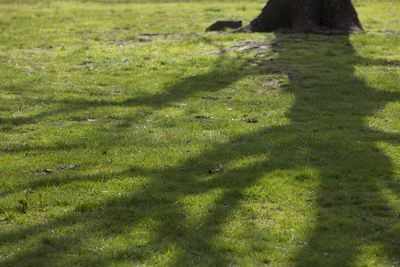 Close-up of horse on field