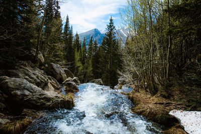 Scenic view of waterfall in forest