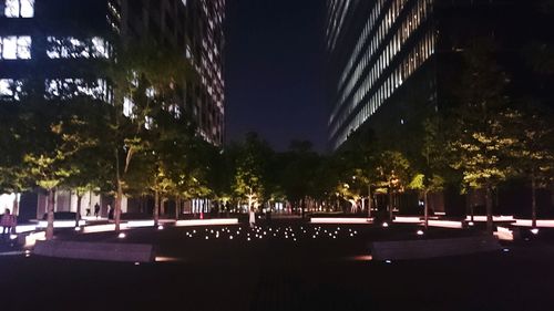 View of trees in the dark