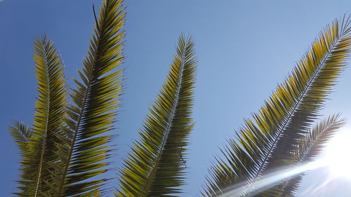 Low angle view of palm tree against clear sky