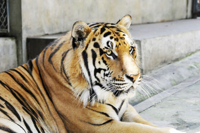 Close-up of tiger