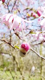 Close-up of cherry blossoms on branch