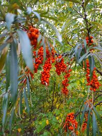 Close-up of red berries growing on tree