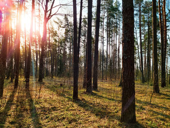 Trees in forest