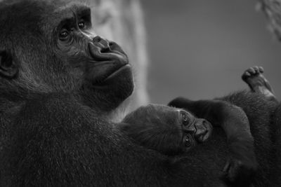 Close-up of monkeys