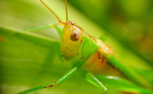 Close-up of insect on leaf