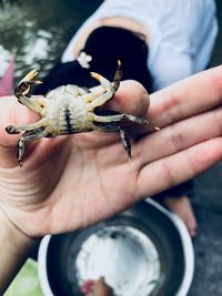 Cropped hand holding crab over container