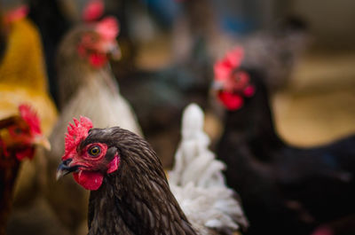 Close-up of rooster