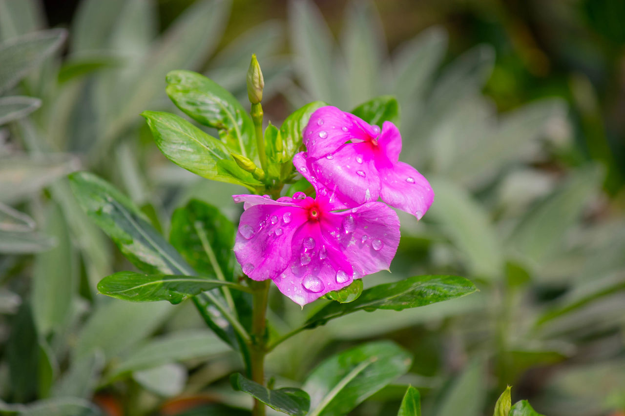 CLOSE-UP OF WATER DROPS ON PINK ROSE