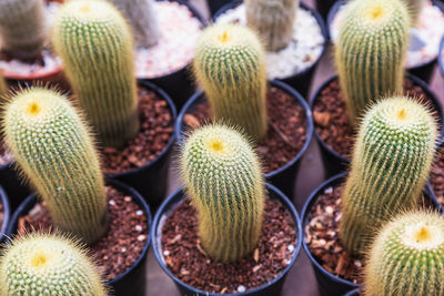 Full frame shot of succulent plant