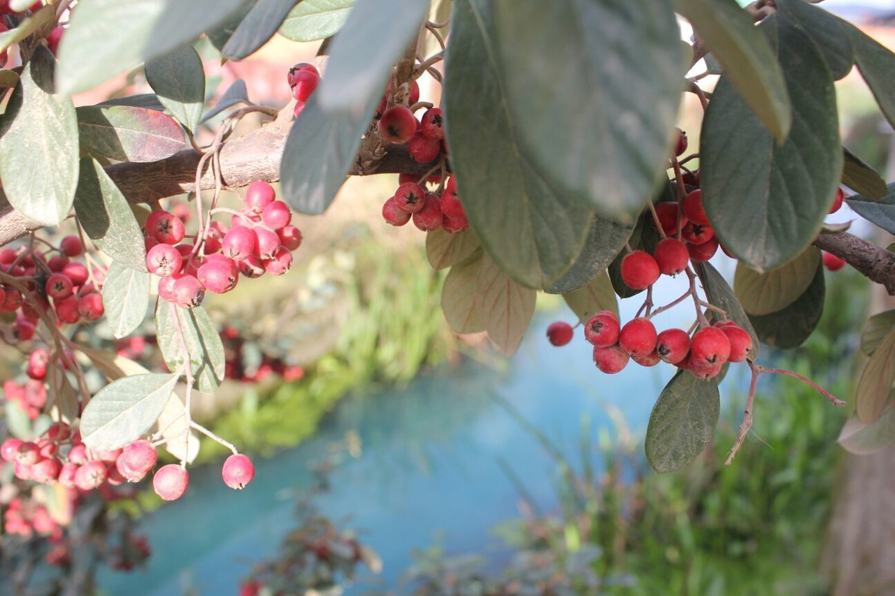 freshness, growth, tree, red, fruit, branch, hanging, flower, focus on foreground, close-up, nature, plant, beauty in nature, day, low angle view, outdoors, fragility, leaf, food and drink, cherry tree