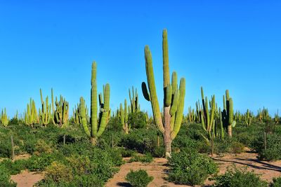 Plants growing on field against clear blue sky