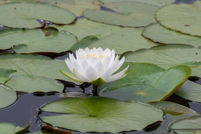 water lily